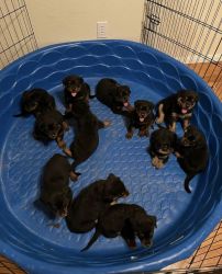 Finding Home for Cute Rottweiler Puppies