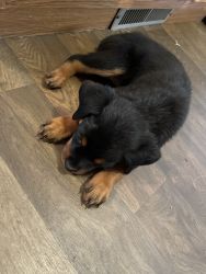 Rottweiler puppies from Imports