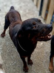 Rottweiler (Rehoming)