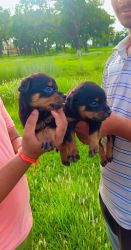 ROTTWEILER PUPPIES AVAILABLE FOR SALE