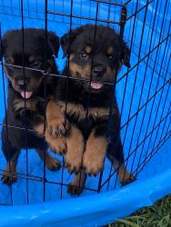 Rottweilers Puppies For Sales