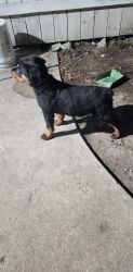 2 Male Rottweilers