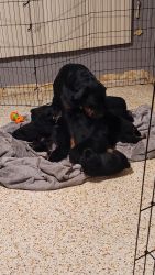 Pure bred Rottweiler puppies