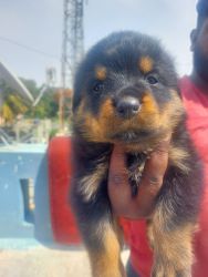 Rottiweller puppy, show quality, punch face and short tail