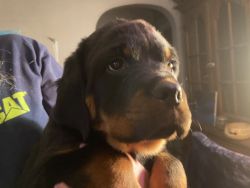 AkC Rottweiler puppies for sale German great disposition great with ki