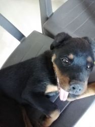 2 month Old Rottweiler Puppies for Sale in Manjari Pune