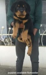 Excellent Rottweiler male and female puppy for sale