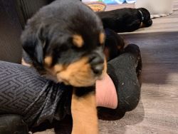 Pure bred Rottweiler puppies Couttice, ON