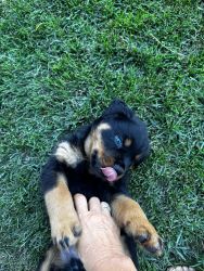 Male rottweiler puppies