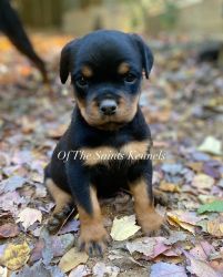 AKC German/Serbian Female Rottweilers from Champion European lineage.