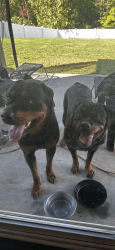 Rottie for sale