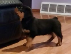 Outstanding German Rottweiler puppies available