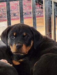 GORGEOUS Rottweiler German/Serbian puppies for sale!