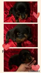 AKC registered Puppies