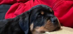 8 Week old Rottweiler puppy DOB 12/30/23