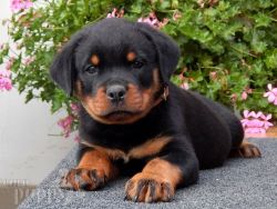 Trained Rottweiler Puppies