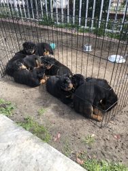 Rottweilers puppies for sale