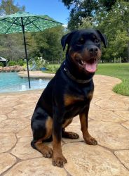 Pure breed Rottweiler
