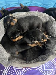 Rottweiler Puppies for sale.