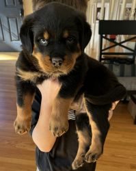 Serbian Rottweiler Puppies Available