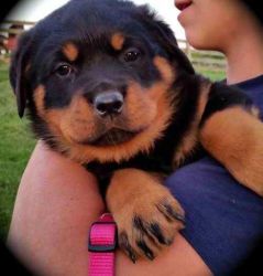 Black And Tan Colors Rottweiler pups Available