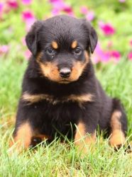 Sweet Fantastic Rottweiler Puppies For Sale