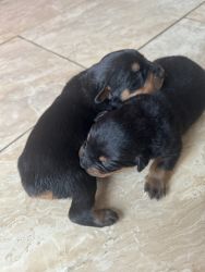 Pure Breed Male Rottweilers