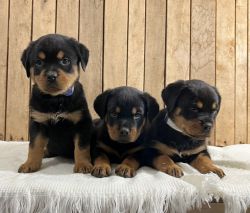 AKC Rottweiler Pups, Northern Indiana