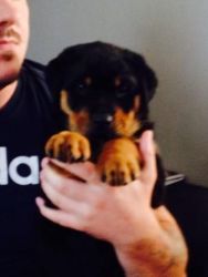 Rottweiler Pups For Sale