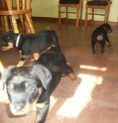 little chunky Rottweiler puppies to re-home.