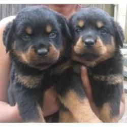 Excellent Rottweiler Puppies for Sale