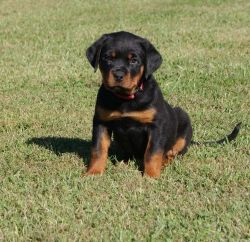 Handsome Rottweiler Puppies For Sale