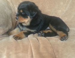 lovely cute rottweiler puppy for sale