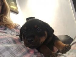 Chunky Female/Male Rottweiler Puppy 8 Wks Old