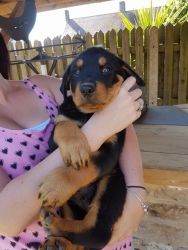 Kc Rottweiler Pup available