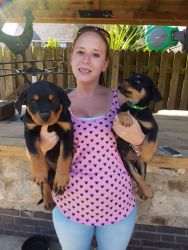 Kc Rottweiler Pup's available
