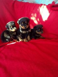 K/c Rottweiler Puppies For Sale