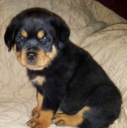 Adorable Rottweiler Puppies for Sale