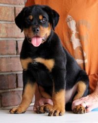 AKC German Rottweiler Puppies for sale