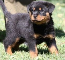 Male and female Rottweiler puppies