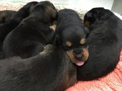 akc yorkshire terrier puppies