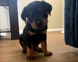 Pure Bred AKC Certified German Rottweiler Puppies