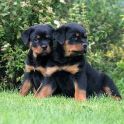 Male and female Rottweiler puppies for pet lovers.#(xxx) xxx-xxx7