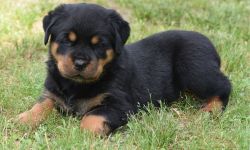 Active German Rottweiler Puppies For Sale