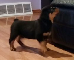 Adorable m/f Rottweiler pups looking for their forever home
