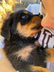Rottweiler puppy available in Tucson AZ and searching for their new fo