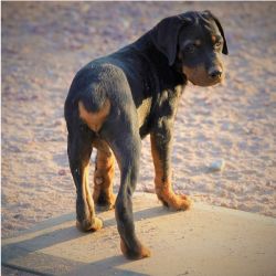 AKC Rottweiler puppy