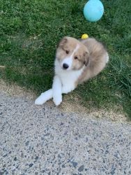 6 month old Rough collie