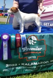AKC and UKC registered Russell Terrier