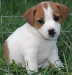 Cute Russell Puppies xxx) xxx-xxx2